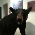 Black Bear, Museum of the Big Bend, Alpine